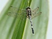 J01_1212 Orthetrum sabina female